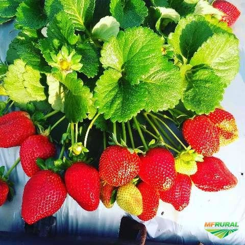 Imagem Morangos Imagem Morangos