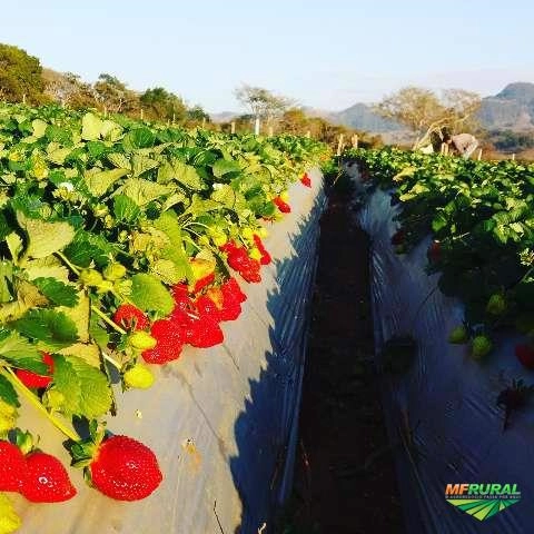 Imagem Morangos Imagem Morangos