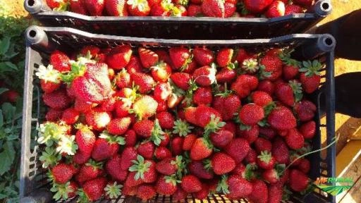 Imagem Morangos Imagem Morangos