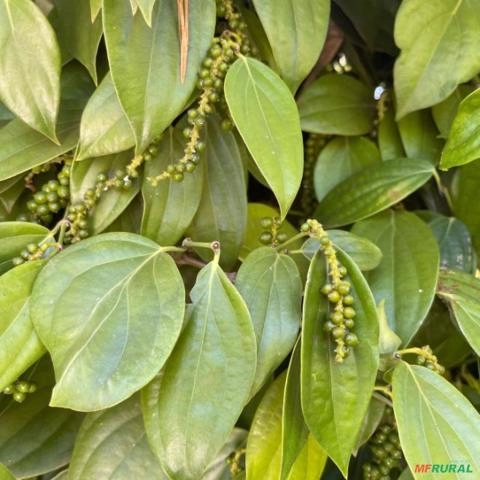 Imagem Mudas Frutíferas em Goiânia Imagem Mudas Frutíferas em Goiânia