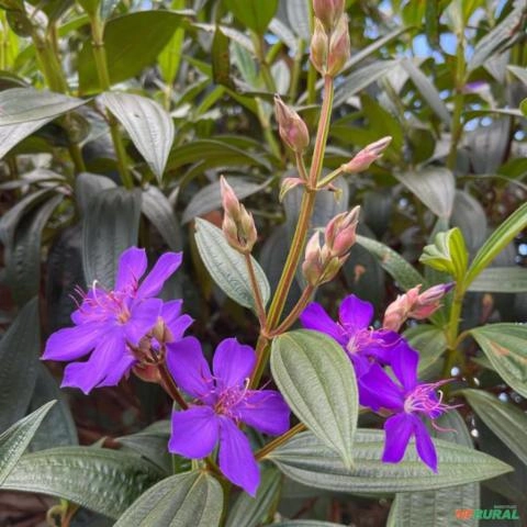Imagem Mudas Frutíferas em Goiânia Imagem Mudas Frutíferas em Goiânia