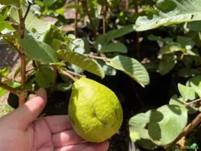 Mudas Frutíferas em Goiânia