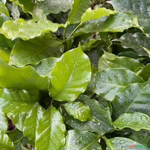 Imagem Mudas Frutíferas em Goiânia Imagem Mudas Frutíferas em Goiânia