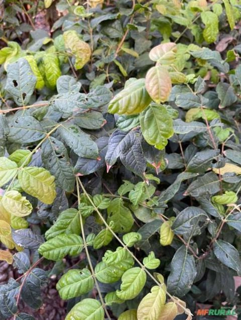 Imagem Mudas Frutíferas em Goiânia Imagem Mudas Frutíferas em Goiânia