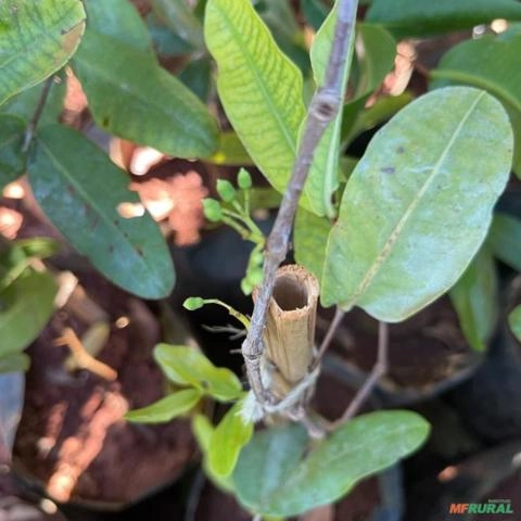 Imagem Mudas Frutíferas em Goiânia Imagem Mudas Frutíferas em Goiânia