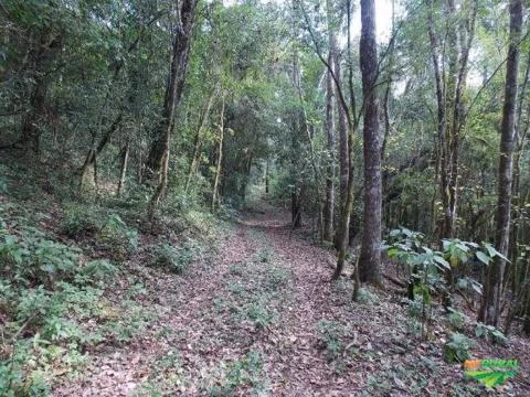 Sitio 130 hectares em Gramado na Serra Gaúcha.