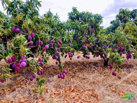 Exportação de frutas