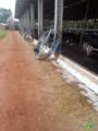 Contenção galvanizada sala de ordenha Imagem Contenção galvanizada sala de ordenha