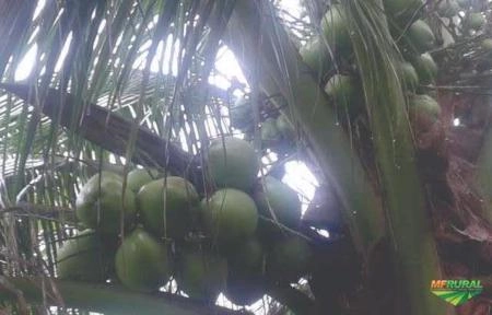 COCO VERDE- ÓTIMA QUALIDADE - PARAIPABA - CE Imagem COCO VERDE- ÓTIMA QUALIDADE - PARAIPABA - CE