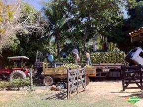 Fazenda Serra do Ramalho  - Plantação de cocos