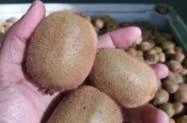 Kiwi - Frutas importadas de Chile