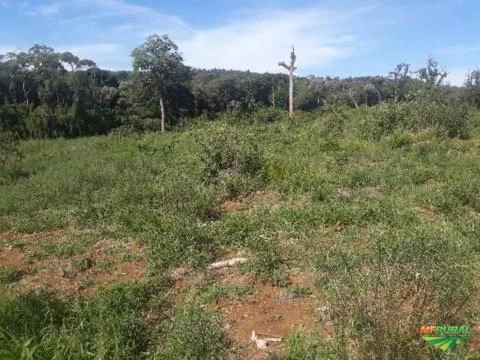 Fazenda de 95 alq em Guarapuava PR