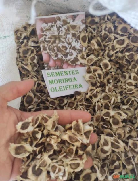 Sementes de Moringa Oleifera pra Plantio