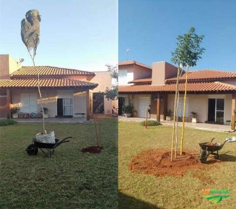 Mudas de grande tamanho, diversas espécies! Imagem Mudas de grande tamanho, diversas espécies!