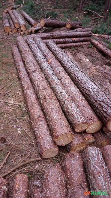 Toras de Pinus Imagem Toras de Pinus