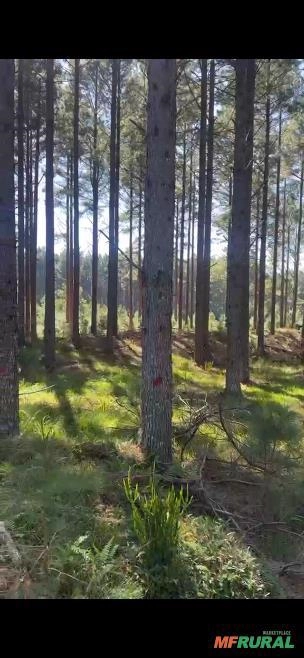 Floresta de Pinus Imagem Floresta de Pinus