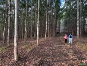 Floresta de eucalipto