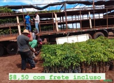Imagem Mudas de seringueira Imagem Mudas de seringueira