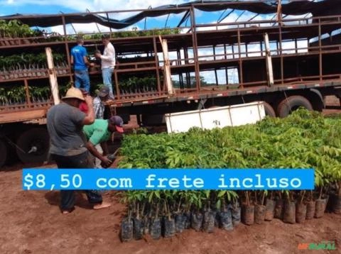 Mudas de seringueira Imagem Mudas de seringueira
