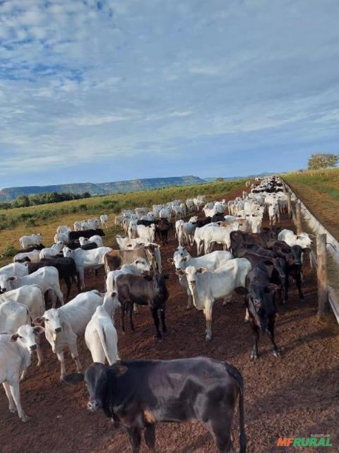 Imagem Vacas Nelore e Touros à Venda Imagem Vacas Nelore e Touros à Venda