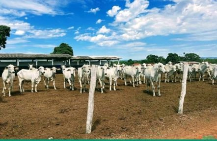 Imagem Vacas Nelore e Touros à Venda Imagem Vacas Nelore e Touros à Venda