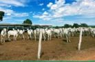 Vacas Nelore e Touros à Venda Imagem Vacas Nelore e Touros à Venda