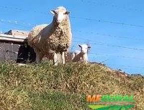 Venda permanente de ovinos Poll Dorset x Texel