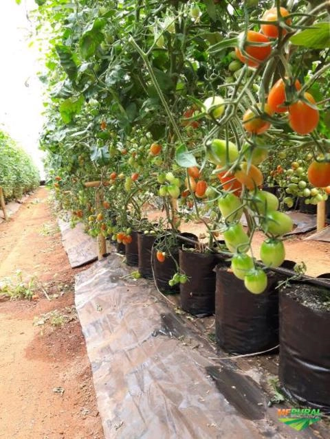 Tomate Grape Imagem Tomate Grape