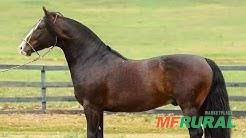 Coberturas de Cavalo Crioulo Basco Vale Quatro Imagem Coberturas de Cavalo Crioulo Basco Vale Quatro