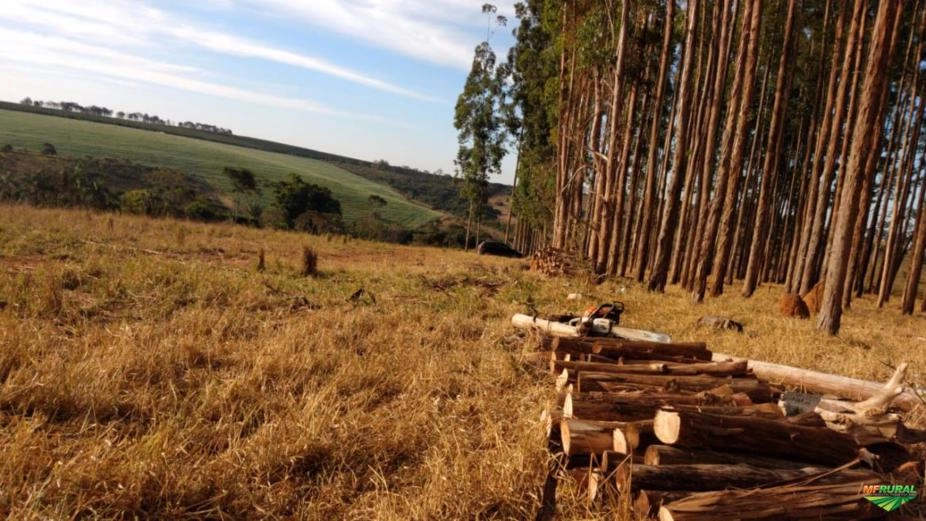Madeira roliça de eucalipto Imagem Madeira roliça de eucalipto