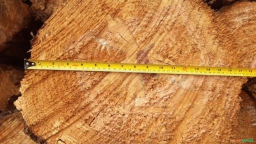 TORA DE PINUS Imagem TORA DE PINUS