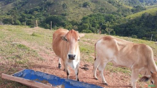 Vendo Novilhas Prenhas de 4 meses - Dupla aptidão Imagem Vendo Novilhas Prenhas de 4 meses - Dupla aptidão