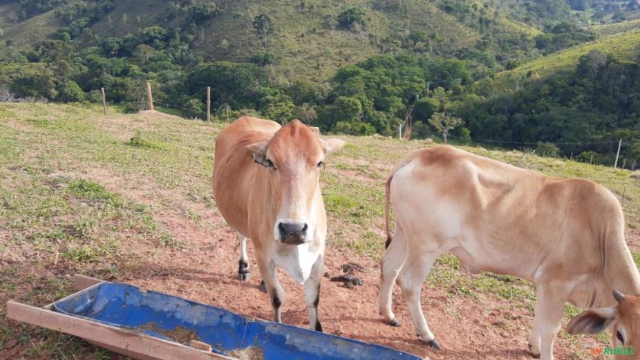 Vendo Novilhas Prenhas de 4 meses - Dupla aptidão Imagem Vendo Novilhas Prenhas de 4 meses - Dupla aptidão