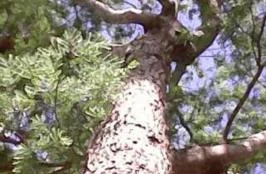 Mudas de jacarandá da bahia (dalbergia nigra)