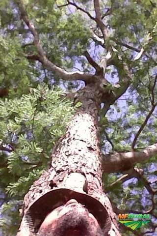 Mudas de jacarandá da bahia (dalbergia nigra) Imagem Mudas de jacarandá da bahia (dalbergia nigra)