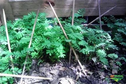 Imagem Mudas de jacarandá da bahia (dalbergia nigra) Imagem Mudas de jacarandá da bahia (dalbergia nigra)