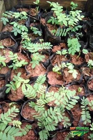 Imagem Mudas de jacarandá da bahia (dalbergia nigra) Imagem Mudas de jacarandá da bahia (dalbergia nigra)