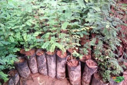 Imagem Mudas de jacarandá da bahia (dalbergia nigra) Imagem Mudas de jacarandá da bahia (dalbergia nigra)