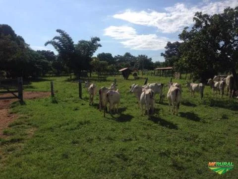 Fazenda georefenciada no município de Arraias - TO - 42 Alqueires às margens do Rio Palmas