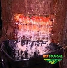 PROCURO ÁREAS PARA ARRENDAMENTO COM PINUS PARA EXTRAÇÃO DE RESINA Imagem PROCURO ÁREAS PARA ARRENDAMENTO COM PINUS PARA EXTRAÇÃO DE RESINA