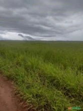 Arrendamento Fazenda com 8 MIL HA DE PLANTA