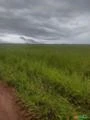 Arrendamento Fazenda com 8 MIL HA DE PLANTA