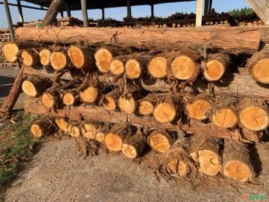 Mourões e Palanques de Eucalipto Umbra Imagem Mourões e Palanques de Eucalipto Umbra