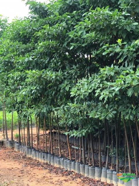 Imagem MUDAS DE ÁRVORES NATIVAS Imagem MUDAS DE ÁRVORES NATIVAS