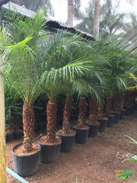 Imagem MUDAS DE ÁRVORES NATIVAS Imagem MUDAS DE ÁRVORES NATIVAS