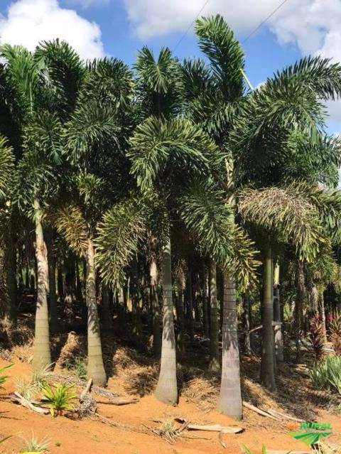 Imagem MUDAS DE ÁRVORES NATIVAS Imagem MUDAS DE ÁRVORES NATIVAS