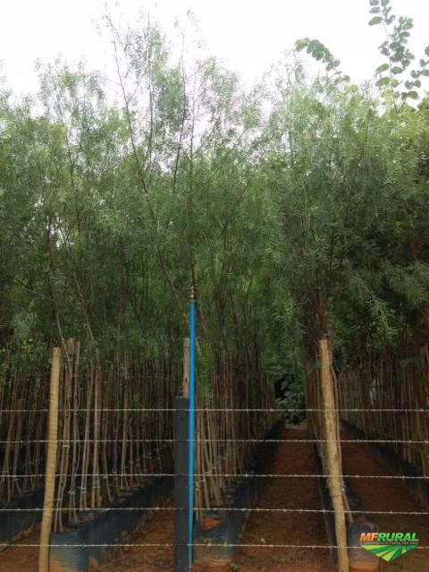 Imagem MUDAS DE ÁRVORES NATIVAS Imagem MUDAS DE ÁRVORES NATIVAS