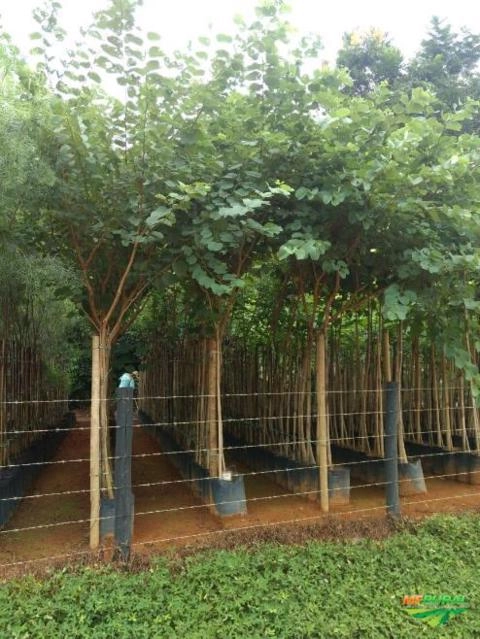 Imagem MUDAS DE ÁRVORES NATIVAS Imagem MUDAS DE ÁRVORES NATIVAS