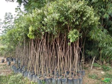 Imagem MUDAS DE ÁRVORES NATIVAS Imagem MUDAS DE ÁRVORES NATIVAS