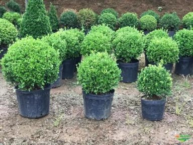 Imagem MUDAS DE ÁRVORES NATIVAS Imagem MUDAS DE ÁRVORES NATIVAS